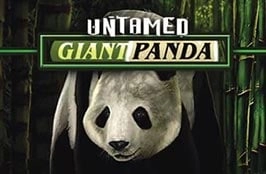 Untamed - Giant Panda